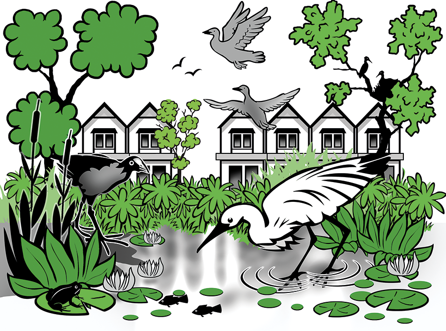 A wetland featuring wildlife such as birds, fish, and a frog. Birds are perched in the trees and flying above the wetland. Residential townhouses are visible in the background.