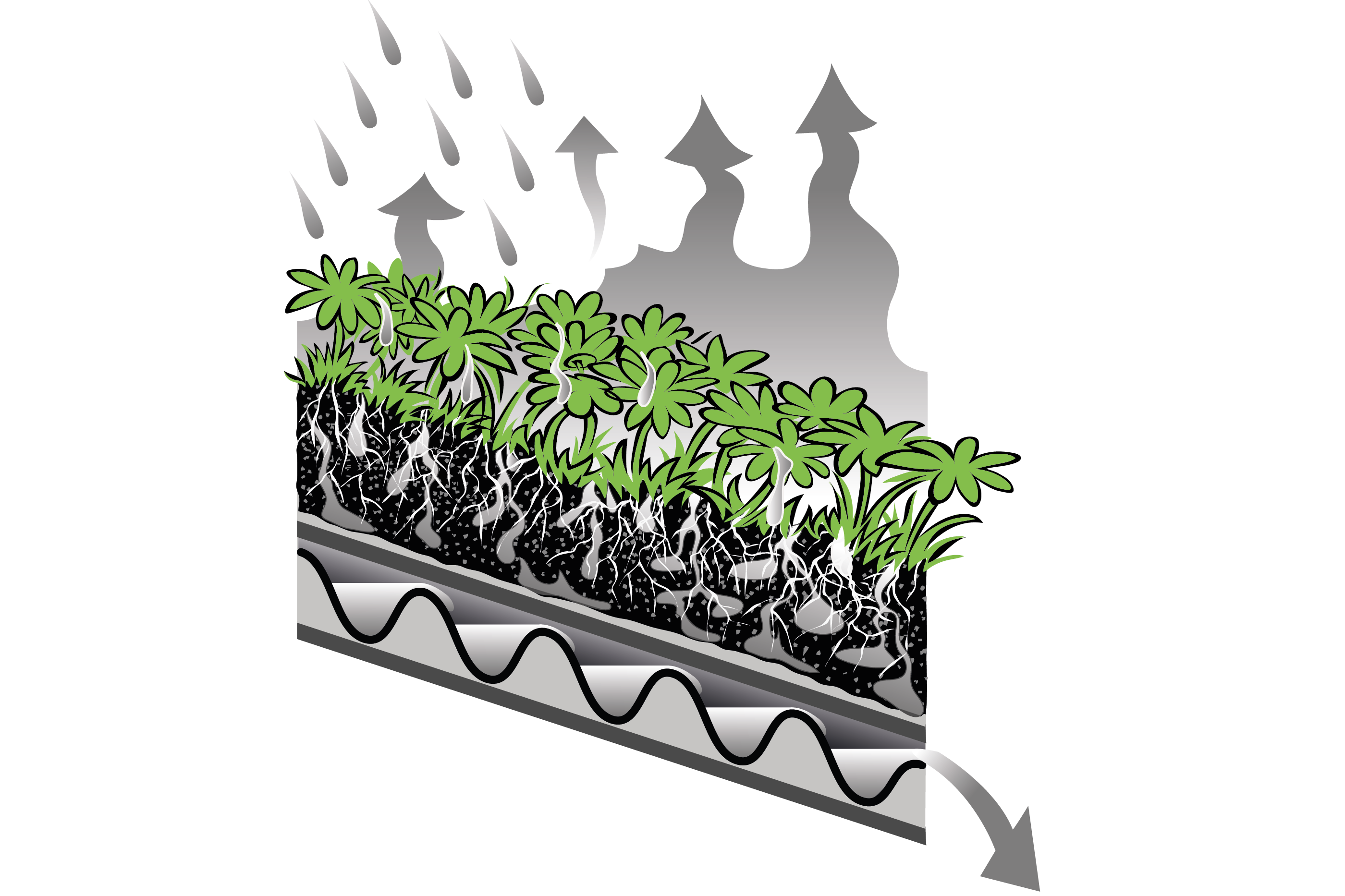 A section view of a green roof. It is raining. The plants are being irrigated by the rain, arrows show there is some evapotranspiration, and there is some runoff from the roof.