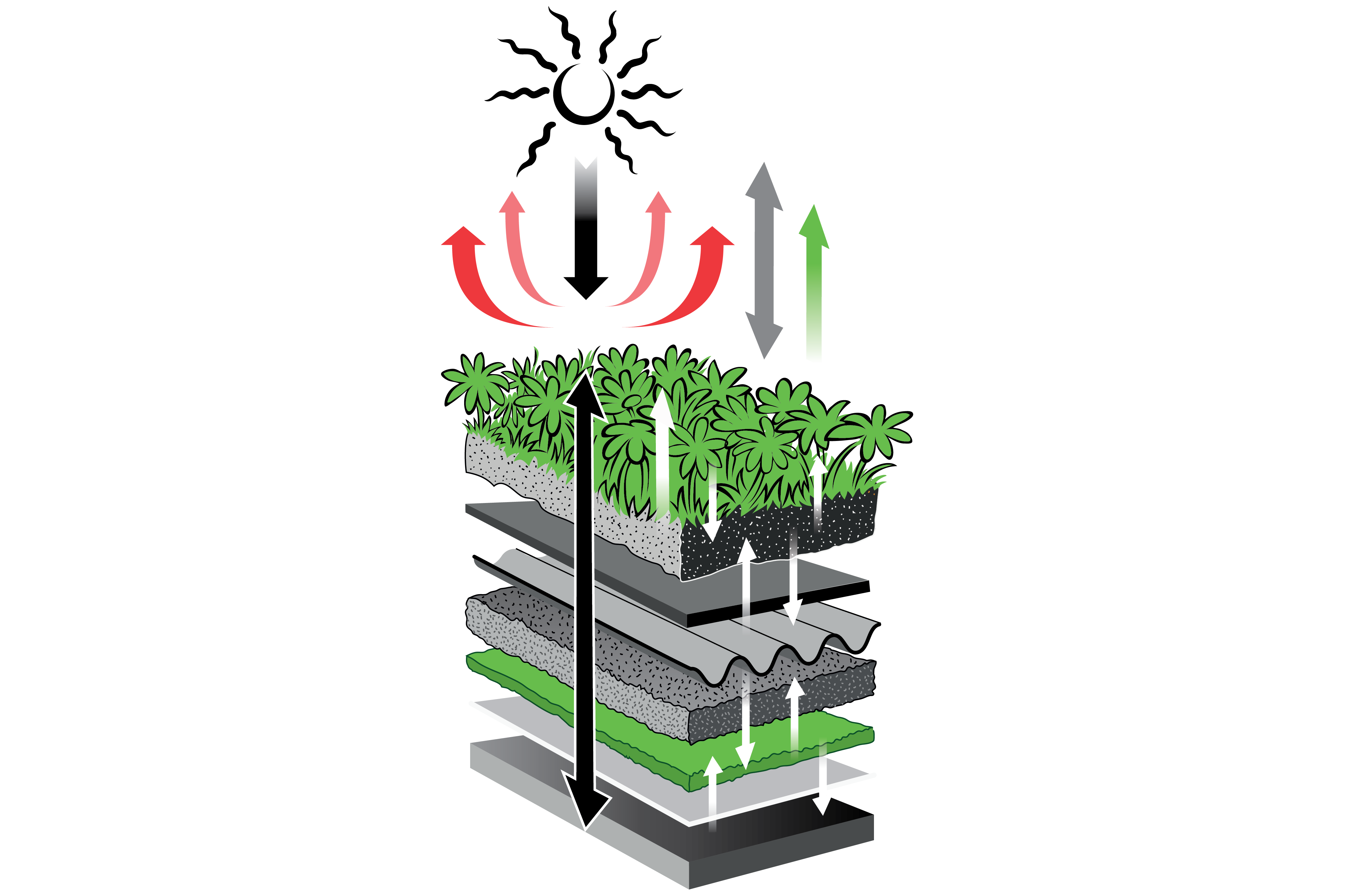 A cross section of a green roof showing the various layers. Arrows show it contributes to cooling, by reflecting solar radiation, by the insulating effect of the layers and from evapotranspiration from the vegetation layer.