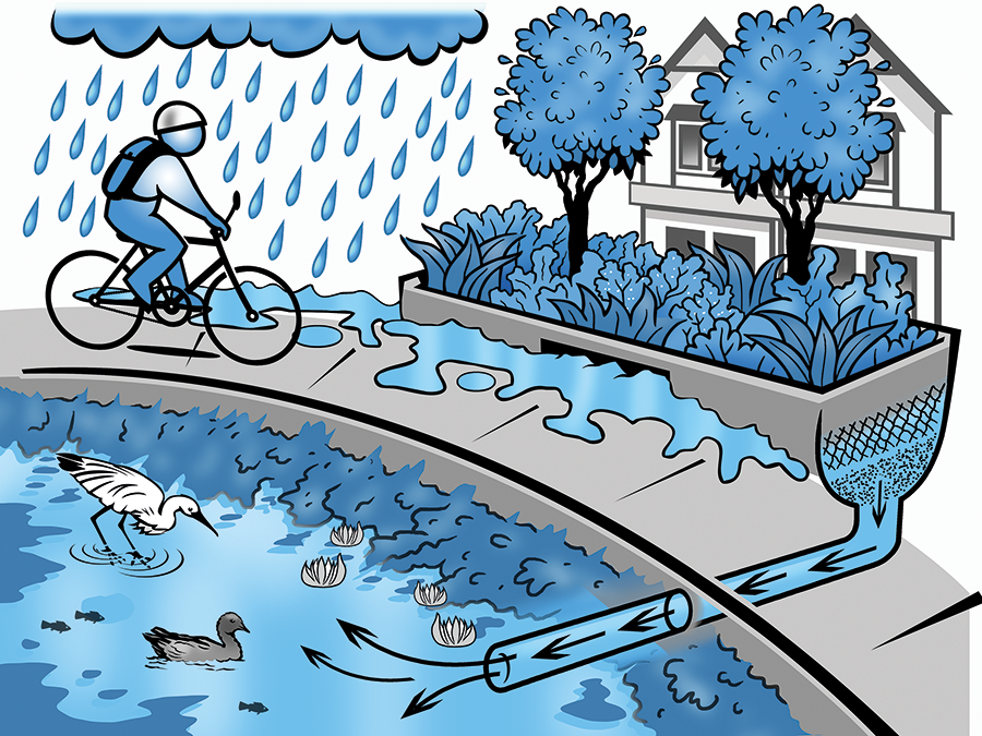 Rainwater from the streets runs off and passively irrigates vegetation through water-sensitive urban design, filtering pollutants before the water is piped into waterways. A bird and a duck in the waterway signify healthy ecosystems. A cyclist is on the street.